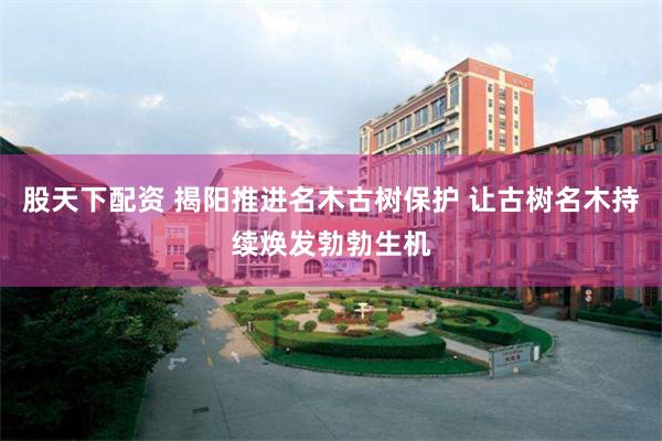 股天下配资 揭阳推进名木古树保护 让古树名木持续焕发勃勃生机